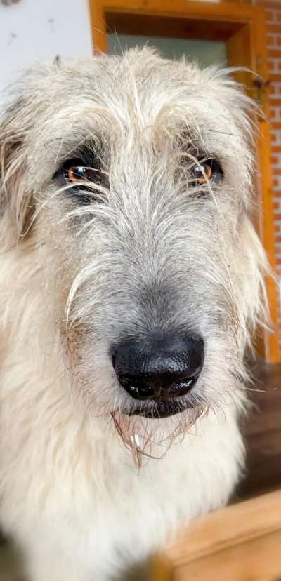 Windhunde - Treffen der besonderen Schönheiten
HERZLICH WILLKOMMEN-Beitrag-Bild