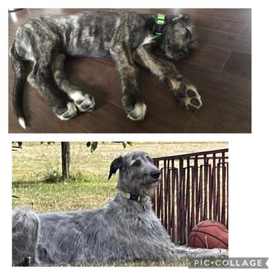 Irische Wolfshunde Hilfe-Tipps-Tricks-Beitrag-Bild