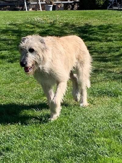 Windhunde - Treffen der besonderen Schönheiten
HERZLICH WILLKOMMEN-Beitrag-Bild