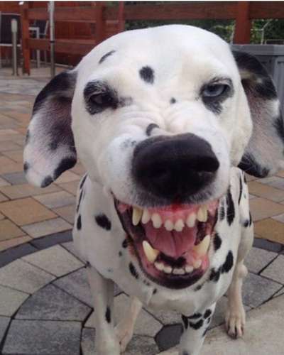 Die Dogorama-Wochen-Challenge "Die schönste Grimasse"-Beitrag-Bild