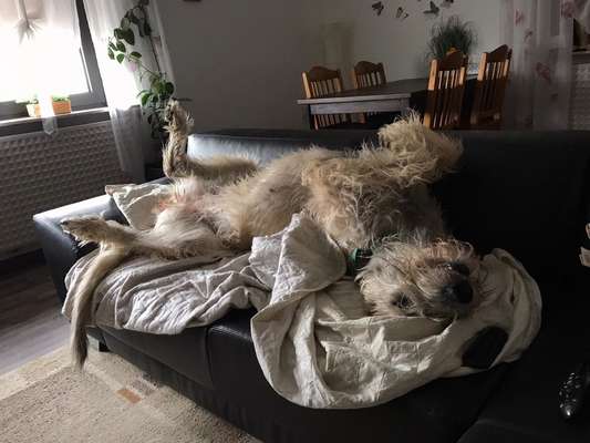 Zeigt mir die lustigsten Schlafpositionen eurer Fellnasen-Beitrag-Bild