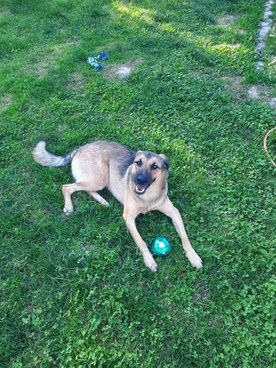 Dogorama Photo Challenge - Der Frühling kommt-Beitrag-Bild