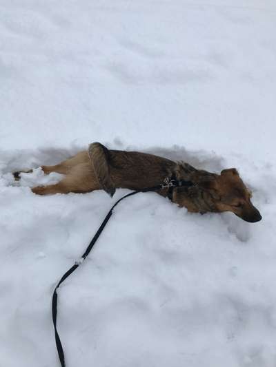 Dogorama Photo Challenge - Es wird nochmal kalt!-Beitrag-Bild