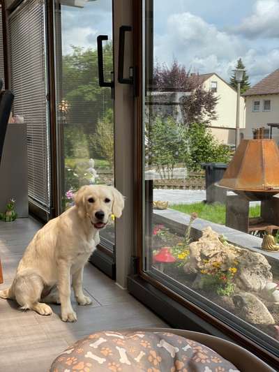 Wo sind die Golden Retriever Liebhaber?-Beitrag-Bild