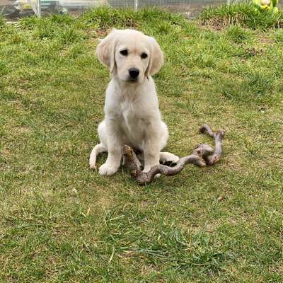 Hundetreffen-Welpentreffen in hilpoltstein-Bild