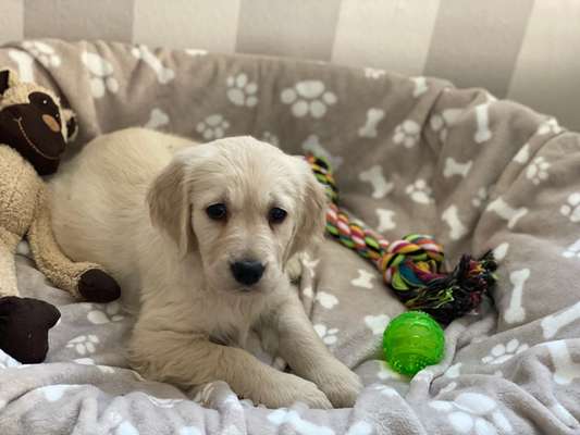 Wo sind die Golden Retriever Liebhaber?-Beitrag-Bild