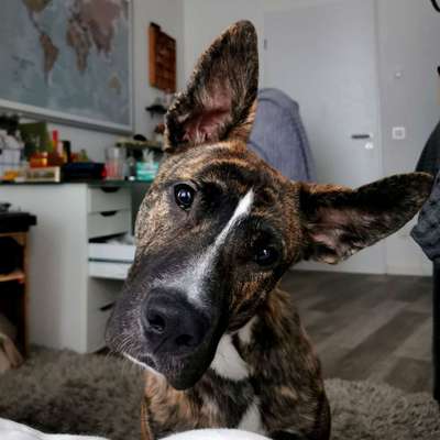 Hundetreffen-Social Walk oder Spieltreffen-Bild