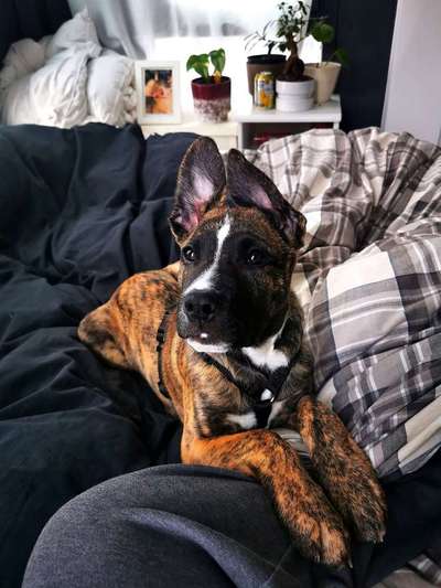 Schäferhund-Beitrag-Bild