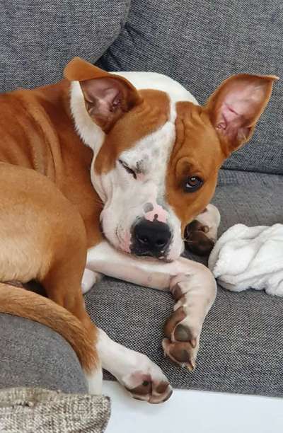 Dogorama Photo Challenge - Hundeblick zum hinschmelzen-Beitrag-Bild