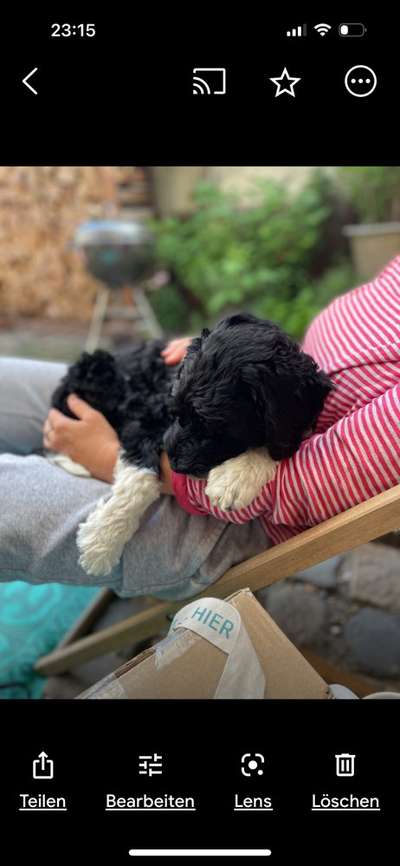 85. Foto Challenge : Schosshund-Beitrag-Bild