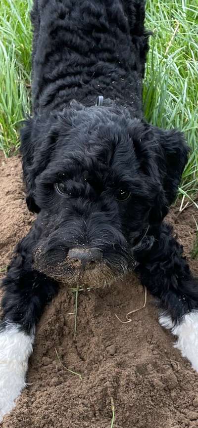 Fotosammlung: ,,Der natürliche Hund" Unbearbeitet, ungestellt und in Natura-Beitrag-Bild