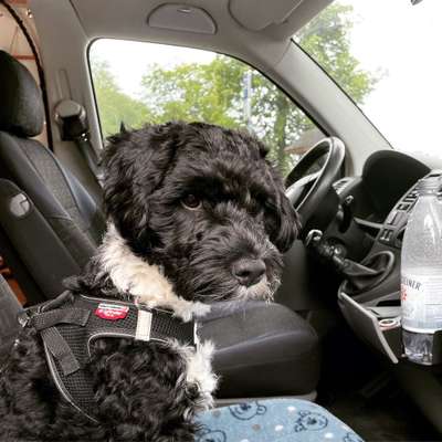 Foto Challenge Thema "Hunde im Auto"-Beitrag-Bild