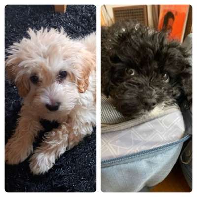 Titelbild Gruppe Geboren am 19.01.2023 in Schermbeck? Pudelmix sucht Geschwister!