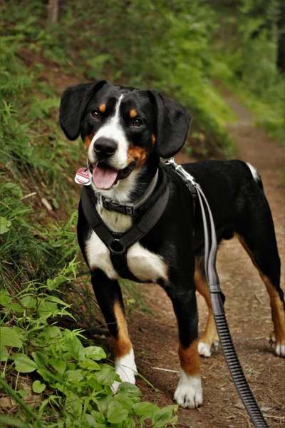 Entlebucher Sennenhund-Beitrag-Bild