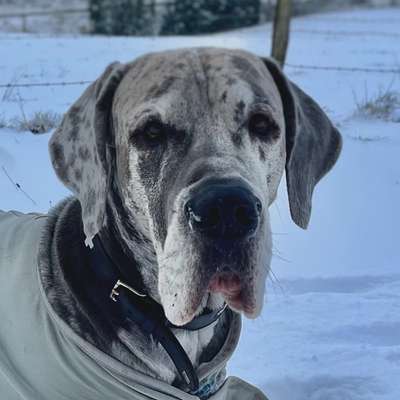 Hundetreffen-Freunde zum Spielen/Spazieren gesucht-Bild