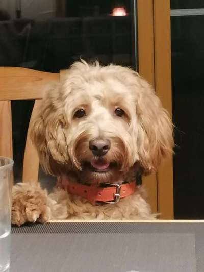 Hundetreffen-Gassirunde-Bild