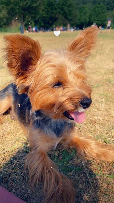 Hundetreffen-2Jahre Yorkshire Terrier treffen in Gröpelingen oder walle-Bild