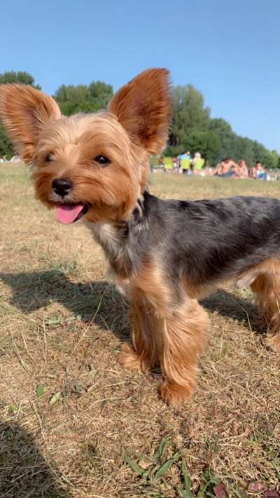 Hundetreffen-Yorkshire Terrier treffen in Gröpelingen-Bild