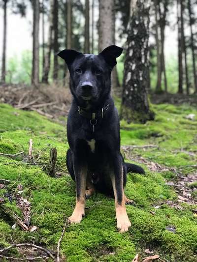 Mischlinge raten - Rätselspaß-Beitrag-Bild