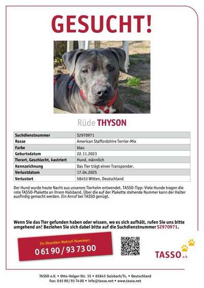 Suchmeldung-Thyson-Bild
