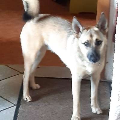 Hund von einer Freundin springt Mann ins Gesicht-Beitrag-Bild