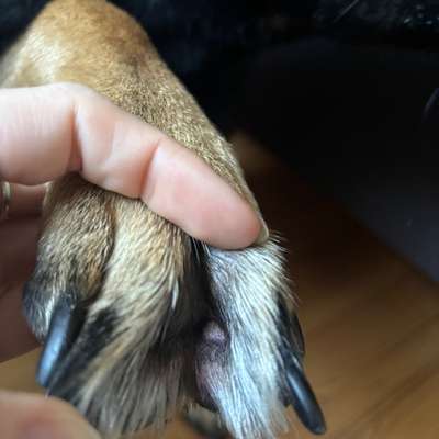 Interdigitaler Furunkulose-Beitrag-Bild