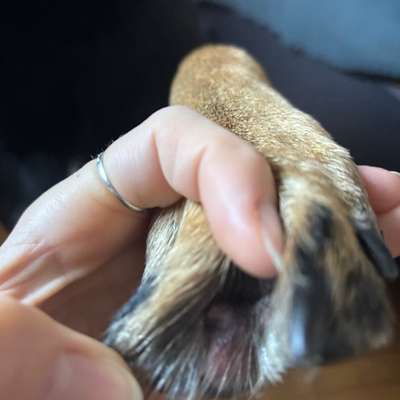 Interdigitaler Furunkulose-Beitrag-Bild