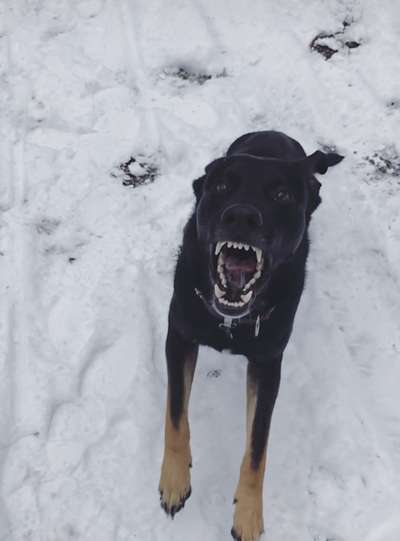 149. Foto Challenge: Wer ist hier der Boss!-Beitrag-Bild