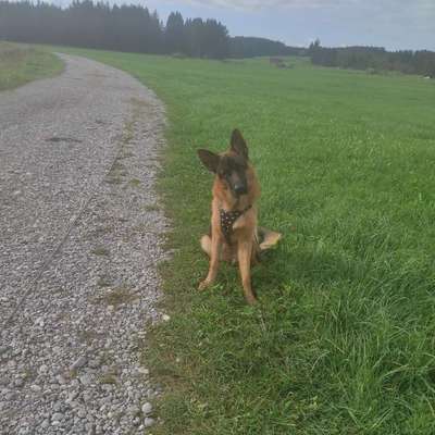 Hundetreffen-Welpentreffen in Mod Umgebung-Bild