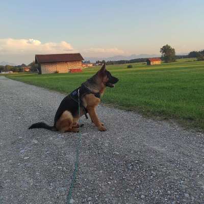 Hundetreffen-Spielen und spatzieren mit Spike-Bild