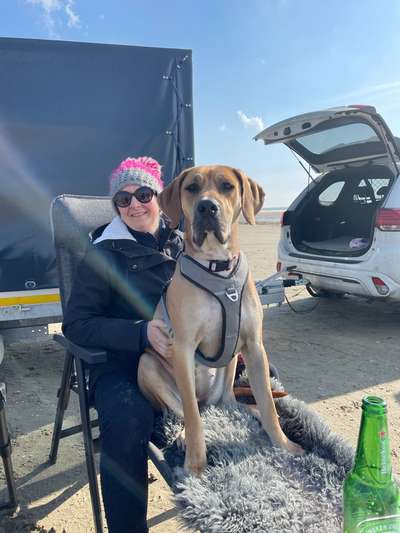 Deutsche Doggen Besitzer zeigt euch-Beitrag-Bild