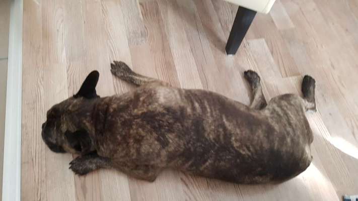 Französische Bulldoggen-Beitrag-Bild