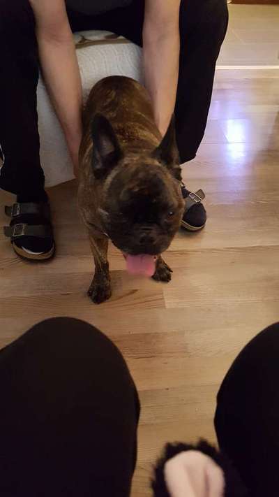 Französische Bulldoggen-Beitrag-Bild