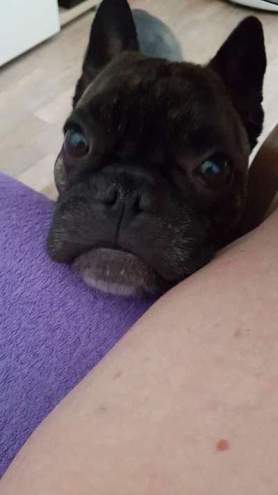 Video Challenge Nr.14 - Bettelnde Hunde-Beitrag-Bild