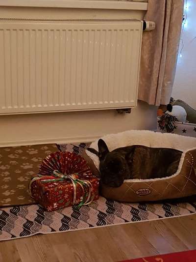 Video Challenge Nr. 12
Ein glücklicher Hund-Beitrag-Bild