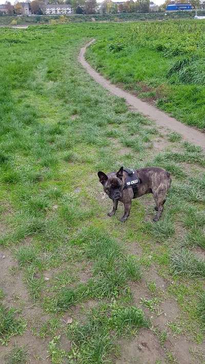 Französische Bulldoggen-Beitrag-Bild