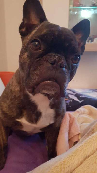 Video Challenge Nr.14 - Bettelnde Hunde-Beitrag-Bild