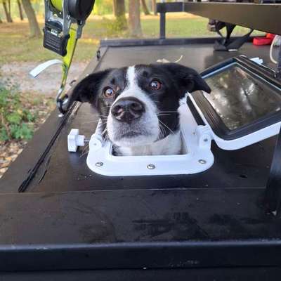 Hundetreffen-Spielkameraden gesucht-Bild