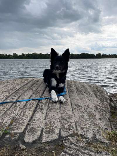 Hundetreffen-Spiel- und Spaziertreffen-Bild