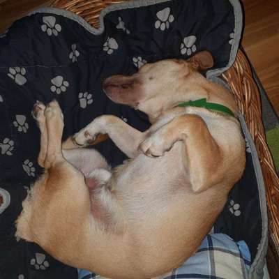 Hundetreffen-Spiel- und Gassi Runde-Bild