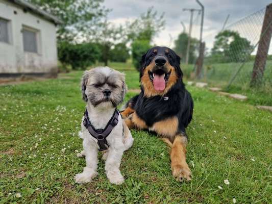 Dogorama Photo Challenge - Gegensätze-Beitrag-Bild