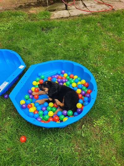 Welpen Bilder !-Beitrag-Bild