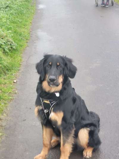 Reinrassige Hunde?-Beitrag-Bild