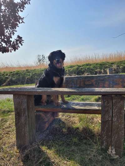 Hovawart-Beitrag-Bild