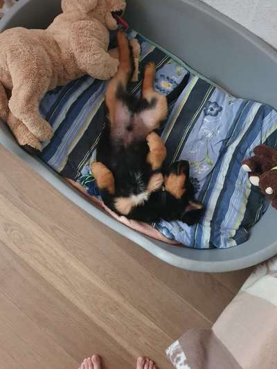 Welpen Bilder !-Beitrag-Bild