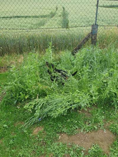 5. Hund im hohen Gras-Beitrag-Bild