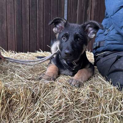 Hundetreffen-Welpentreff in Aplerbeck & Umgebung-Bild