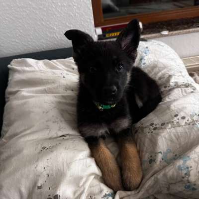 Hundetreffen-Welpentreff in Aplerbeck & Umgebung-Bild