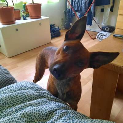 Podencomischling oder Podenco-Beitrag-Bild