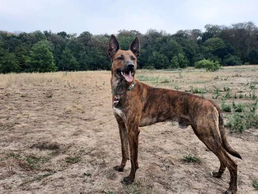 Podencomischling oder Podenco-Beitrag-Bild